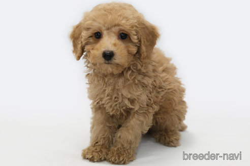 成約済の神奈川県のトイプードル-353064の1枚目